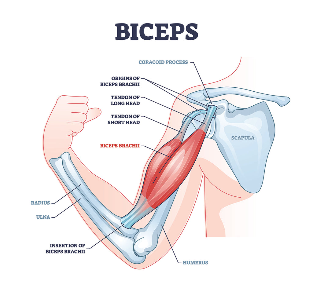 anatomía del bíceps braquial