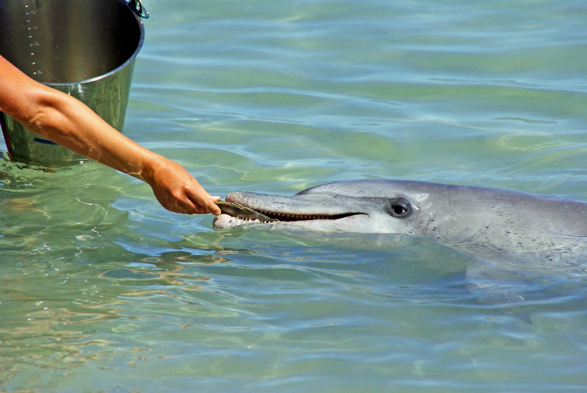 Monkey Mia dolphin feeding iland co
