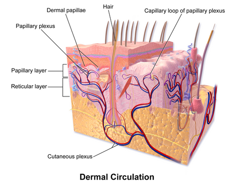 Dermis