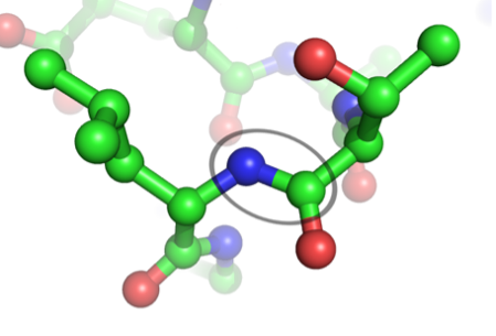 peptide bond