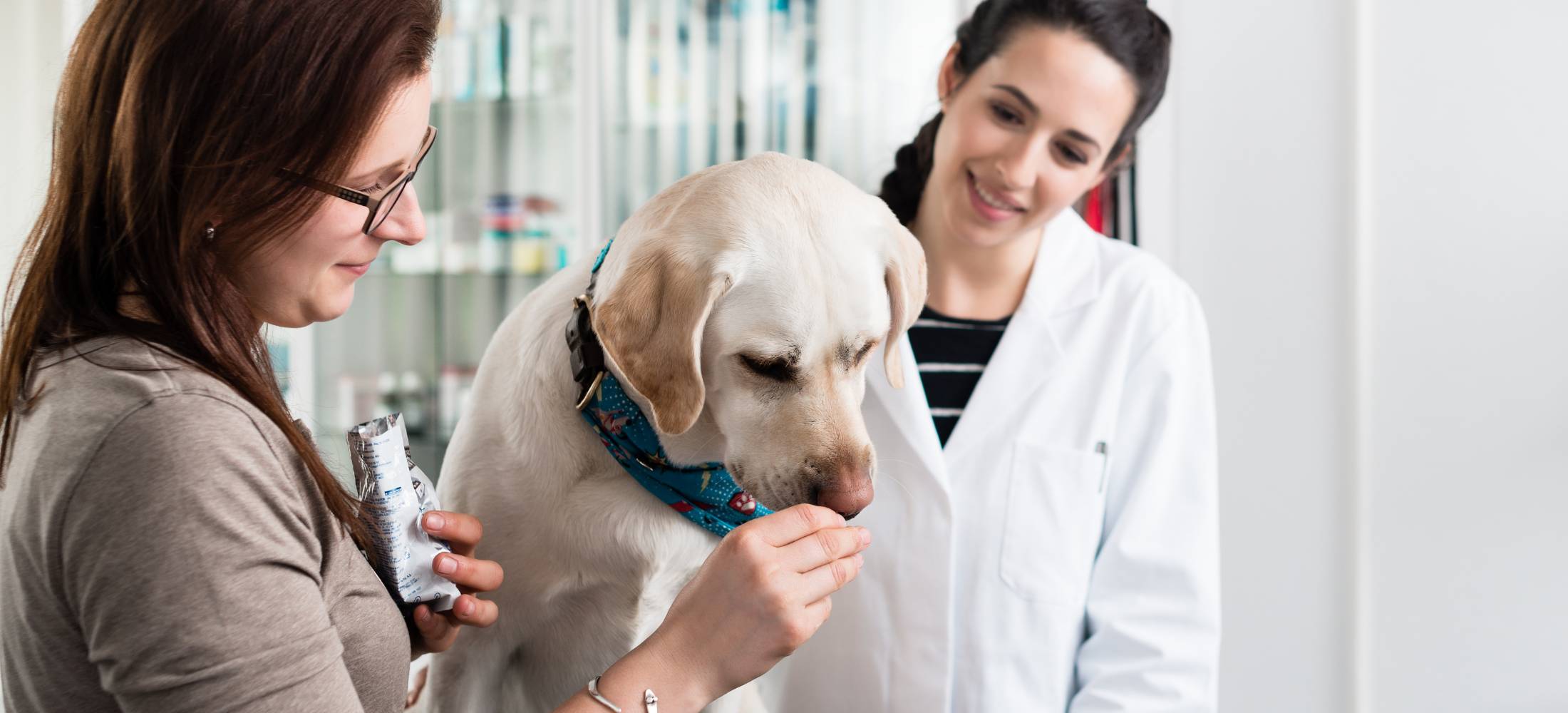 Golden Lab is fed a healthy superfood dog treat by owner and veterinarian