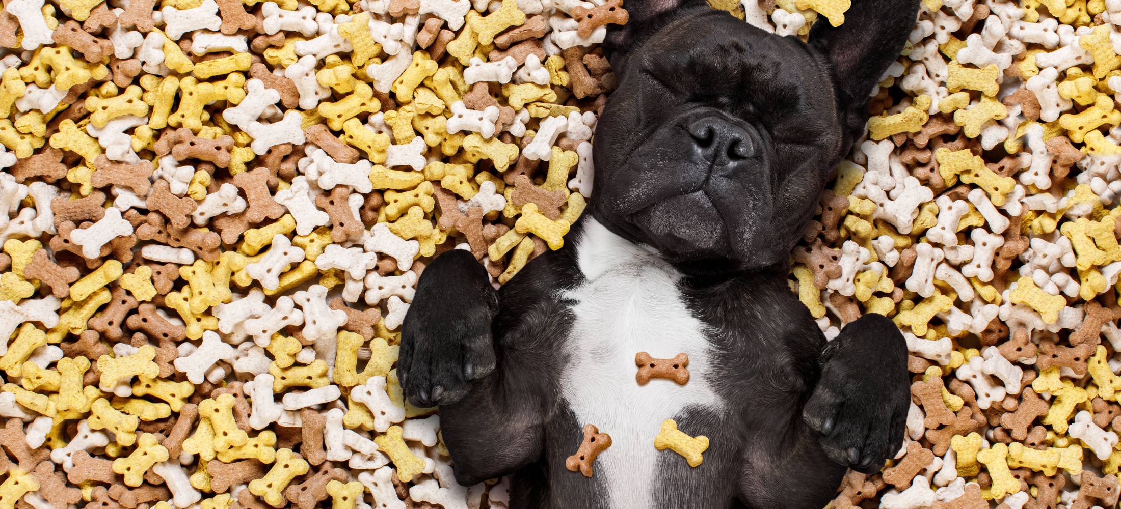 French Bulldog sleeping on a bed of baked dog treats