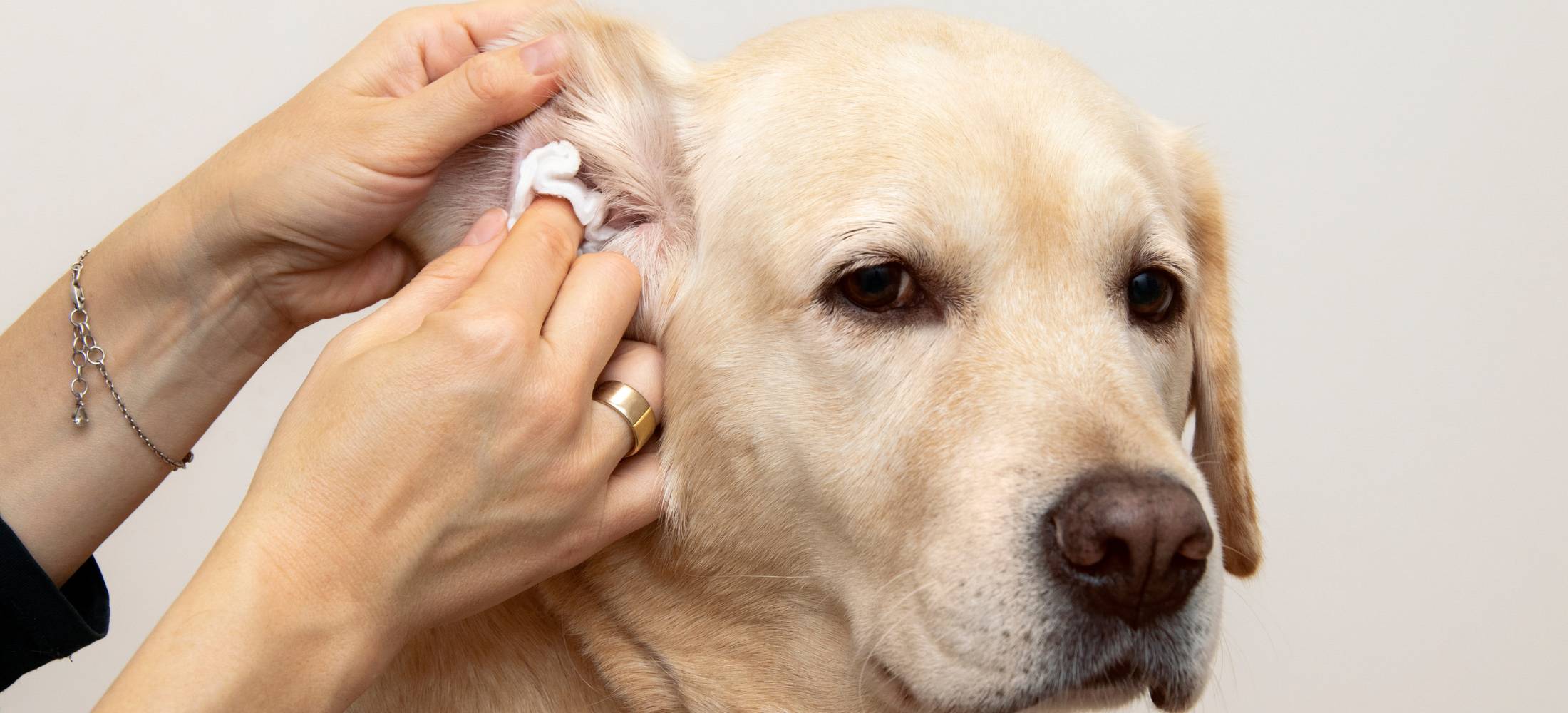White Lab receives treatment for canine ear infection