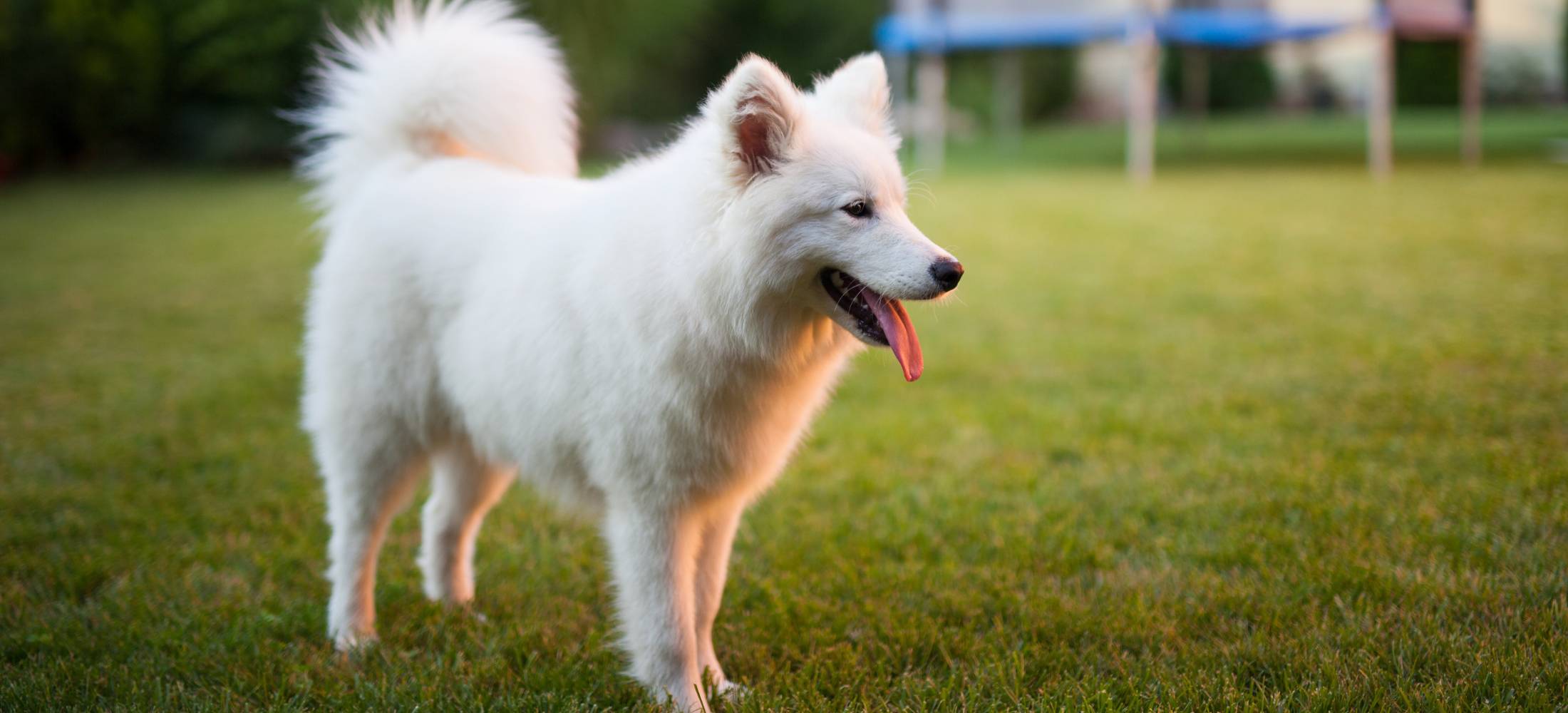 White dog with a shining healthy coat