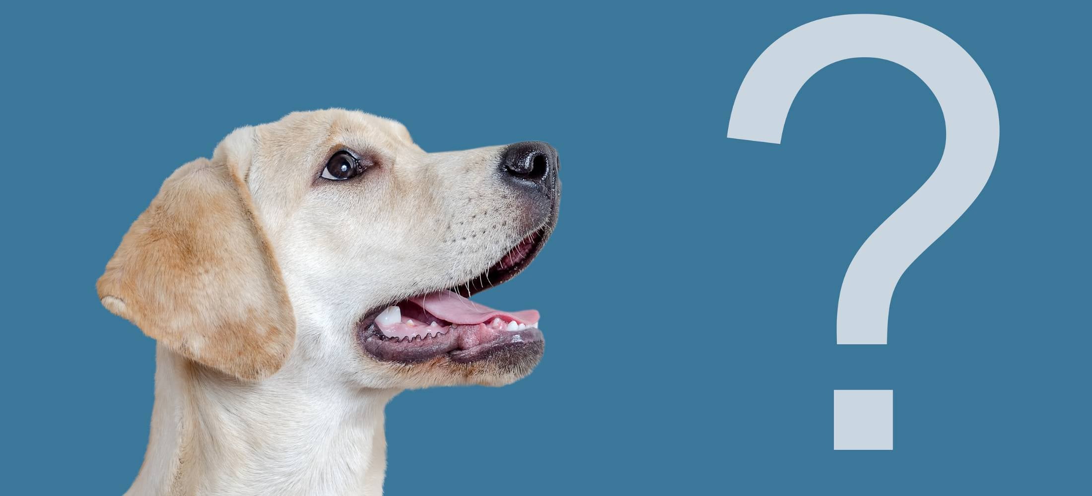 White lab seeks answers to canine joint health FAQs