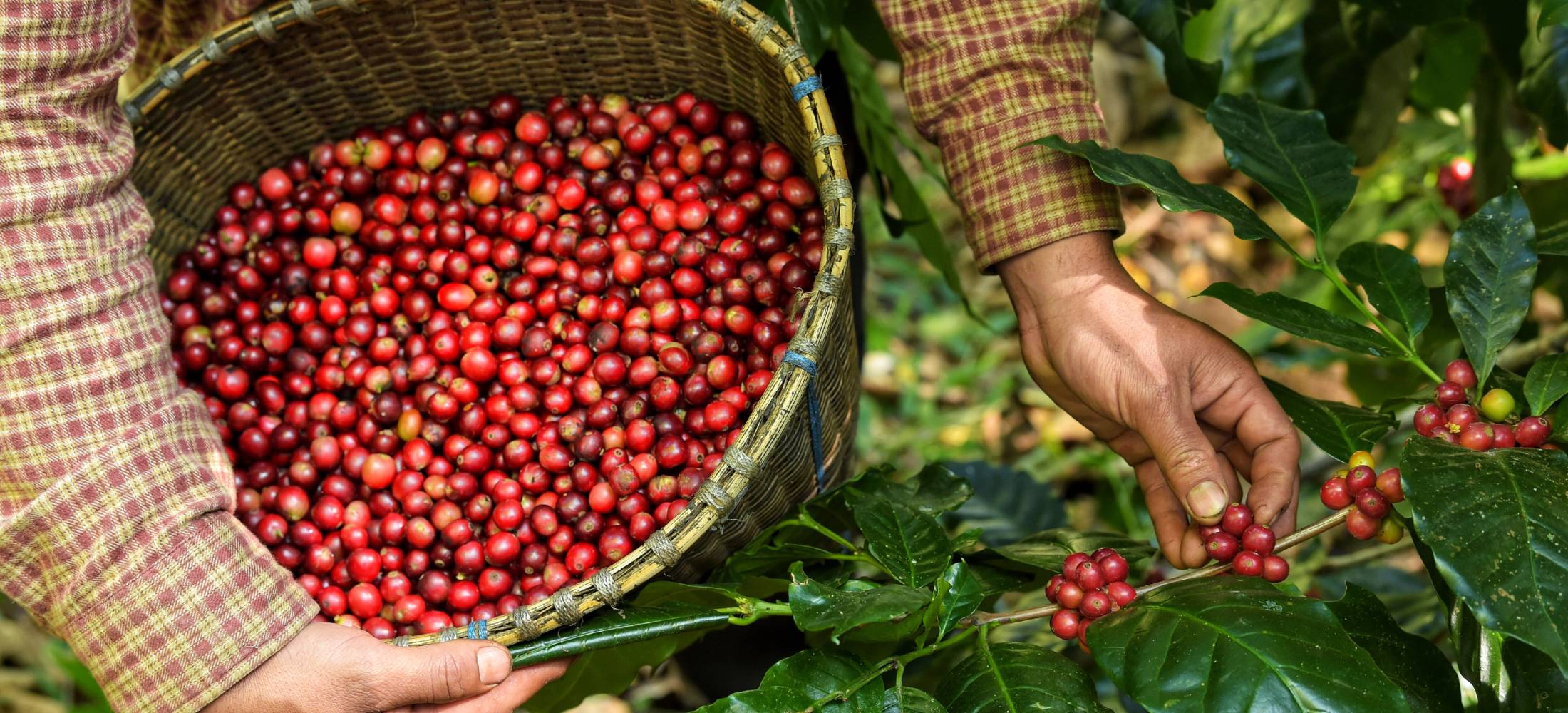 Farmer picks organic cranberries for all natural dog treats