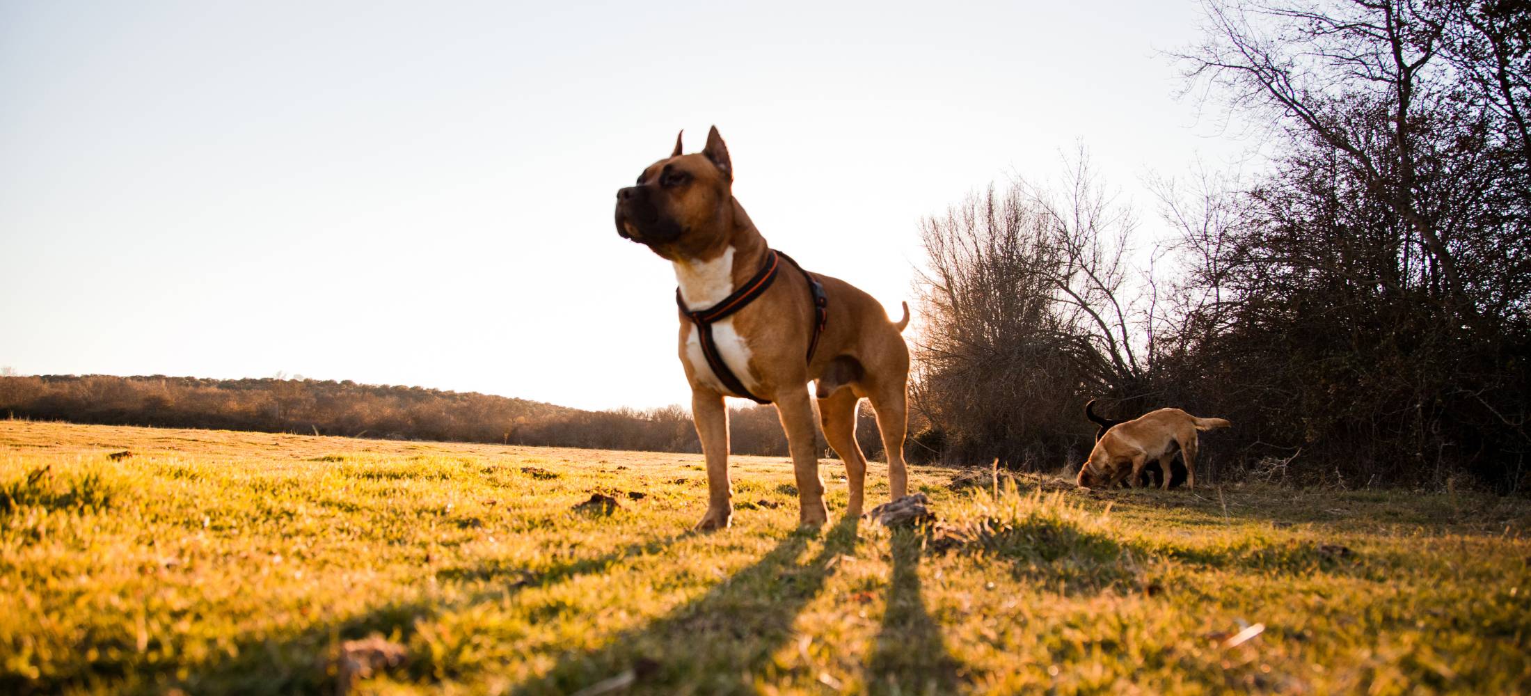 Happy dog stares into the sunset