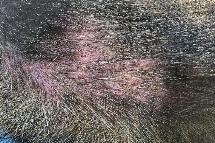 Close-up of a dog’s skin showing redness and signs of irritation or infection beneath the fur.