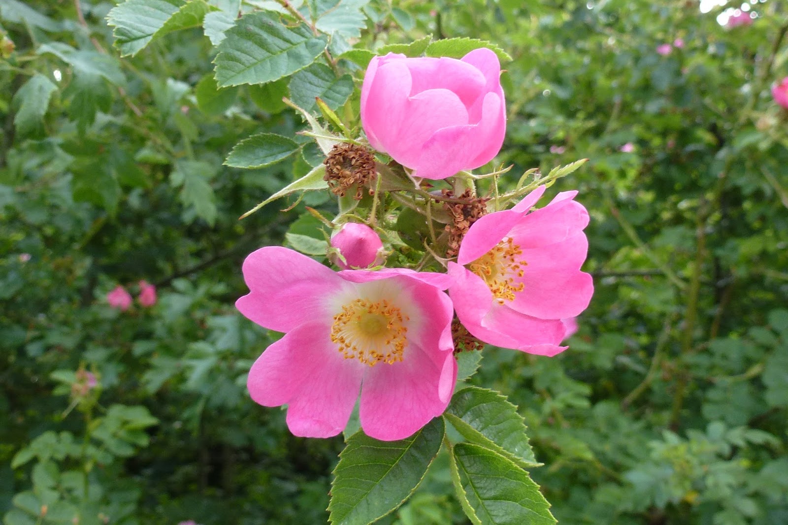 Rose Hip Flower 