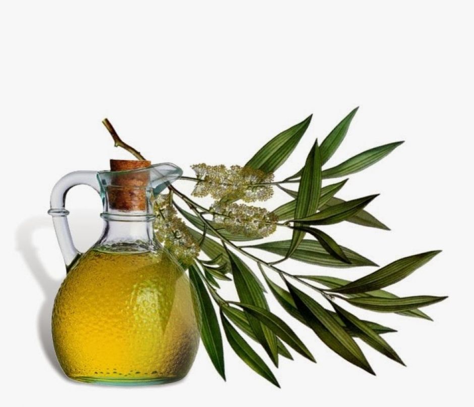 A bottle of oil and a branch of tea tree