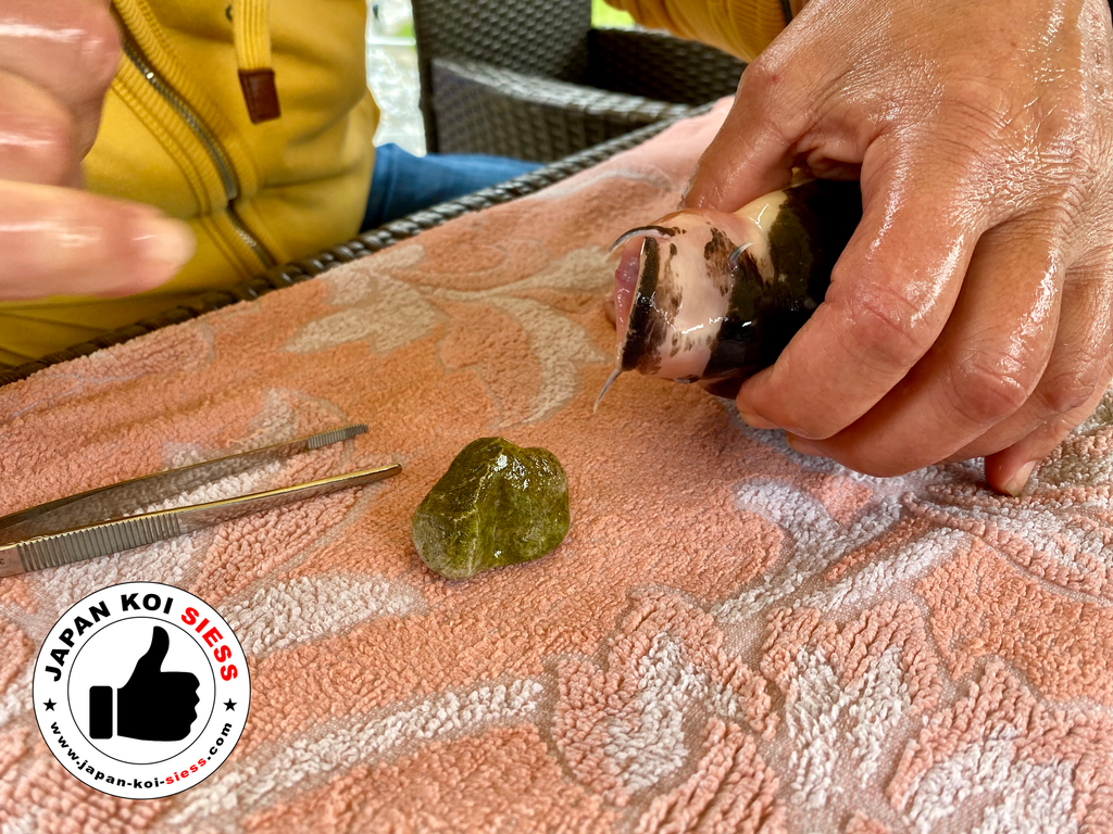 The removed stone from a koi's mouth