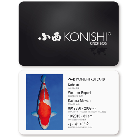 Carta d'identità Konishi Koi