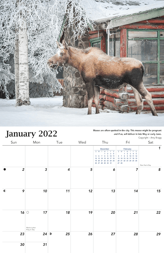 2022 Alaska Wildlife Calendar Beautiful Alaskan Wildlife Wall Hanging