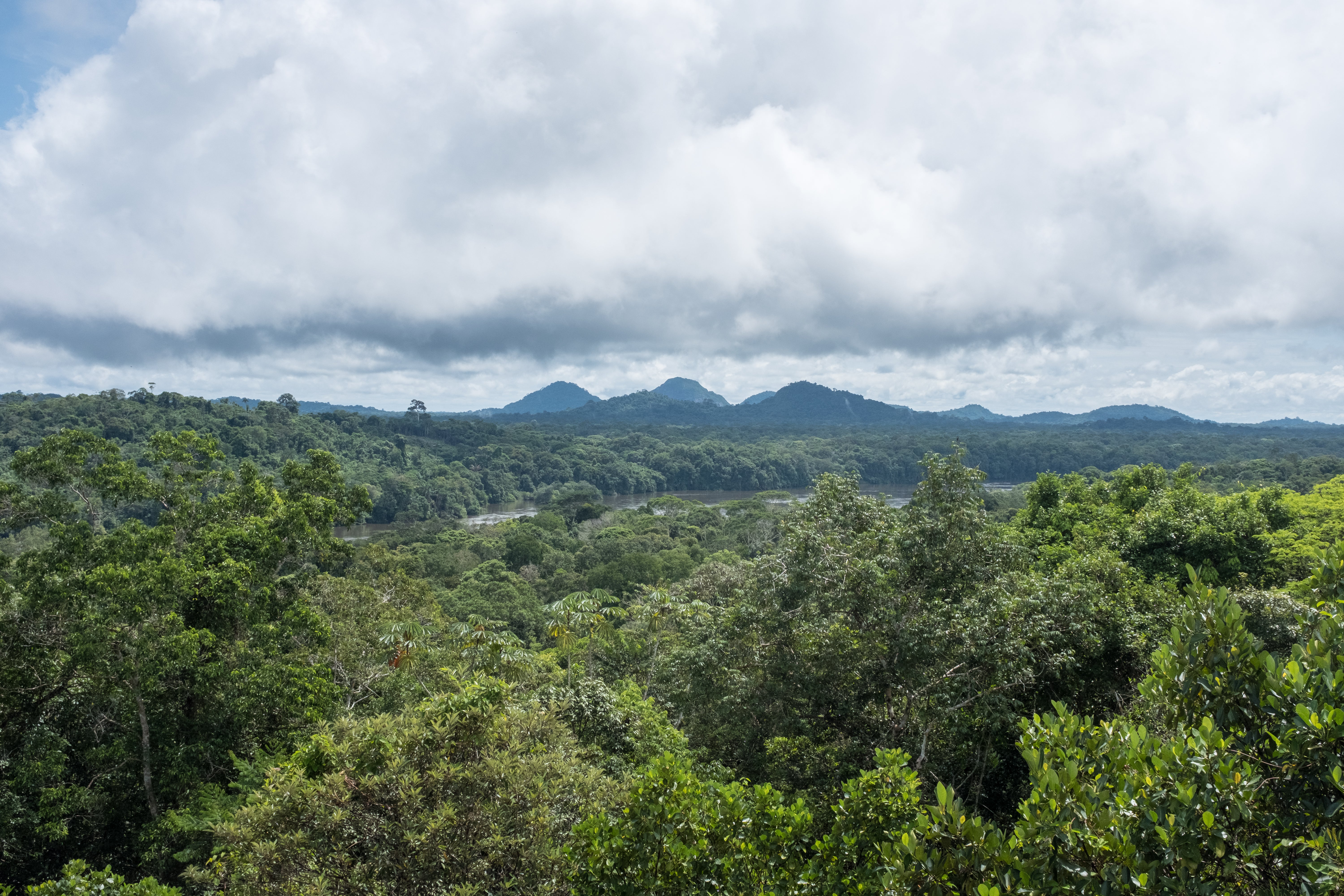 Natura colabora con Saving the Amazon