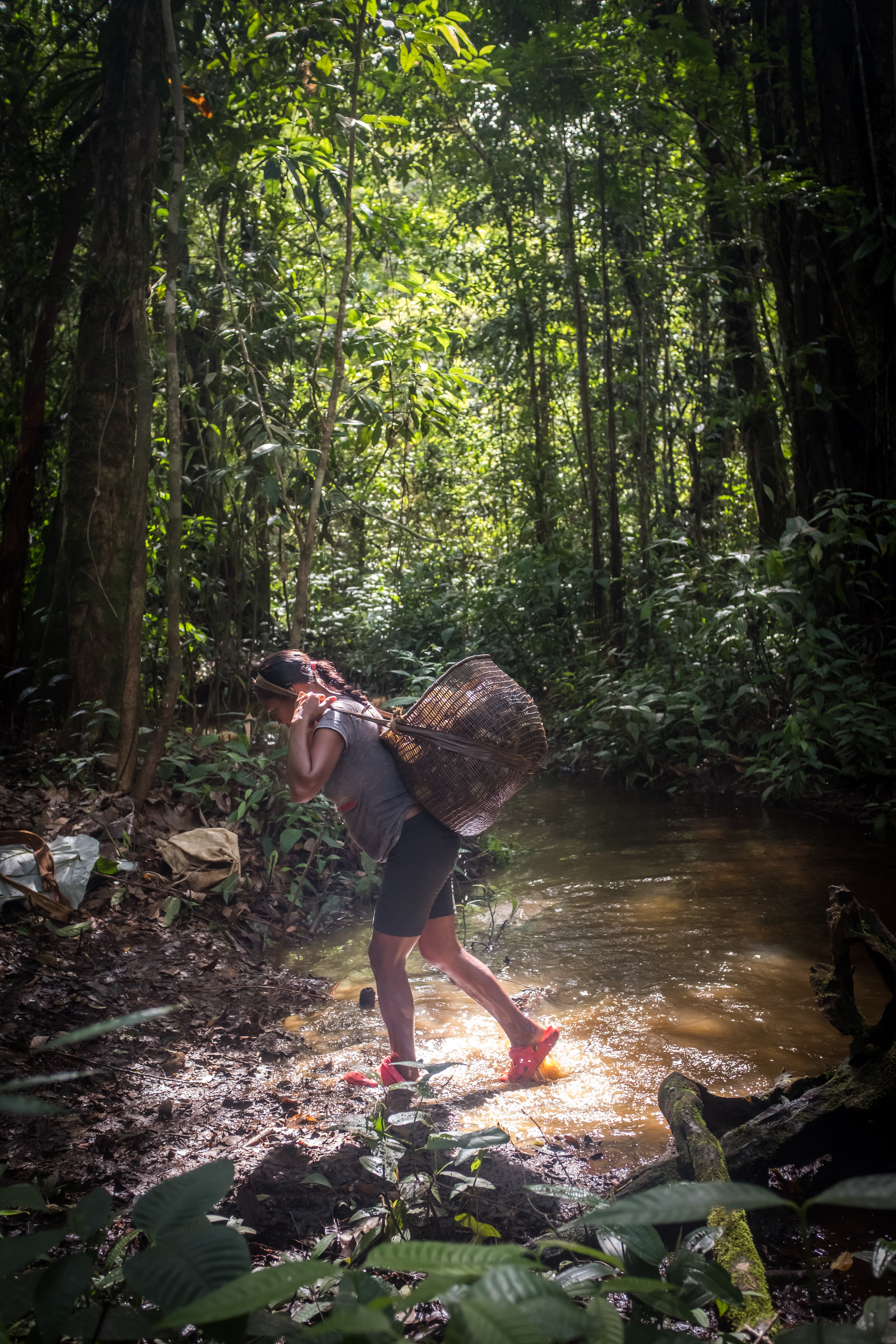 1.777 árboles sembrados en el Amazonas