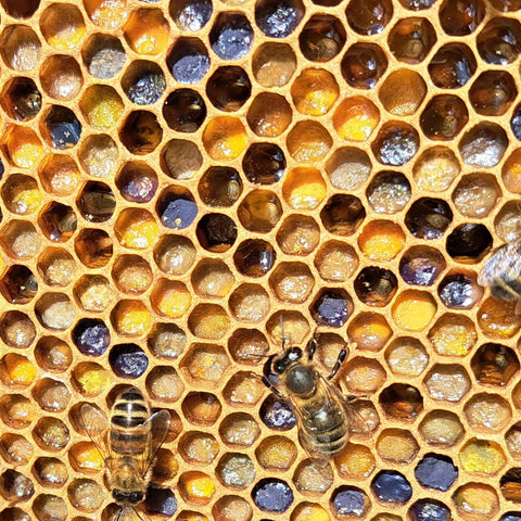 Pollen from local honey bees