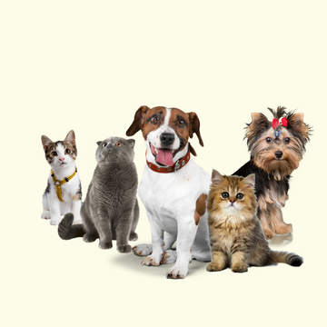 Yellow Pets Hotel Instagram Post.png__PID:9a41487d-0067-4a67-9e7b-5dbda8ed835f