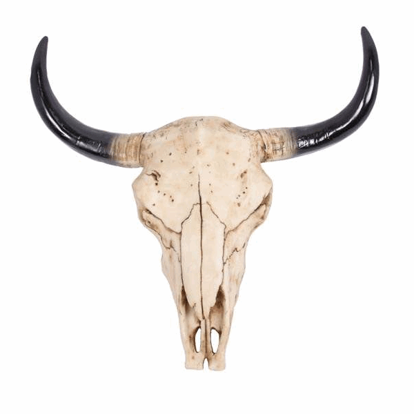 Image result for cow skull