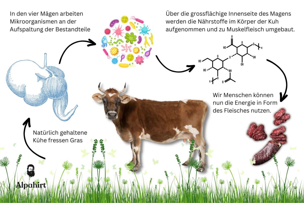 Feed no food - Die Bedeutung der Wiederkäuer