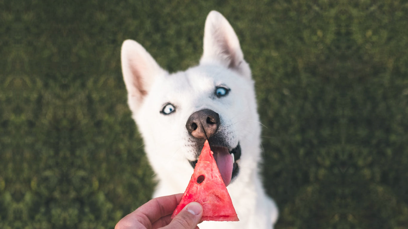 狗狗能吃哪些水果 會中毒嗎 Furbo 丟零食狗狗攝影機