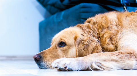 dog bored at home alone