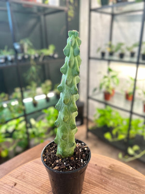 Boobie Cactus - The Nursery Project USA - Cactus Starter Kit