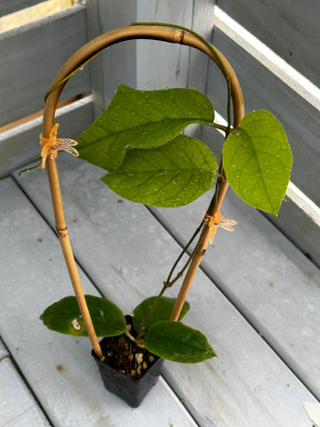 Hoya sp. UT-032