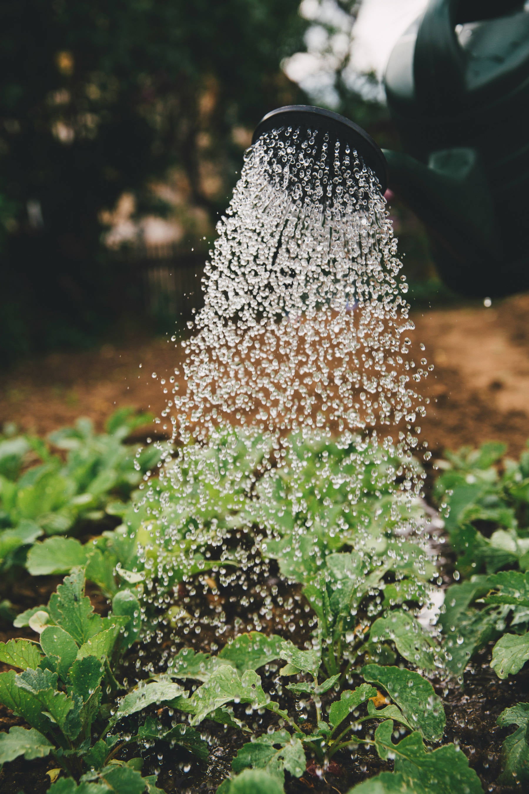 A watering can with a rose attachment shown with water pouring out of its spout onto some green leafed plants.