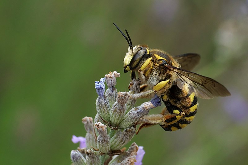 Wool Carder Bee - Anthidium manicatum - North American Insects & Spiders