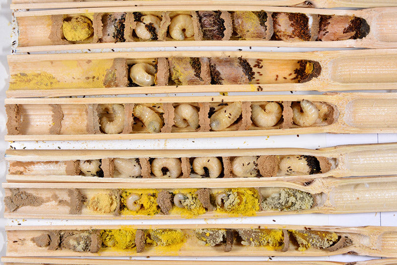 Opened nest reeds showing the different life stages of mason bee development with eggs in the lowest reed and fully formed cocoons in the top right. The small black pellets are frass (poop). (Image: © Gilles San Martin, Flickr)