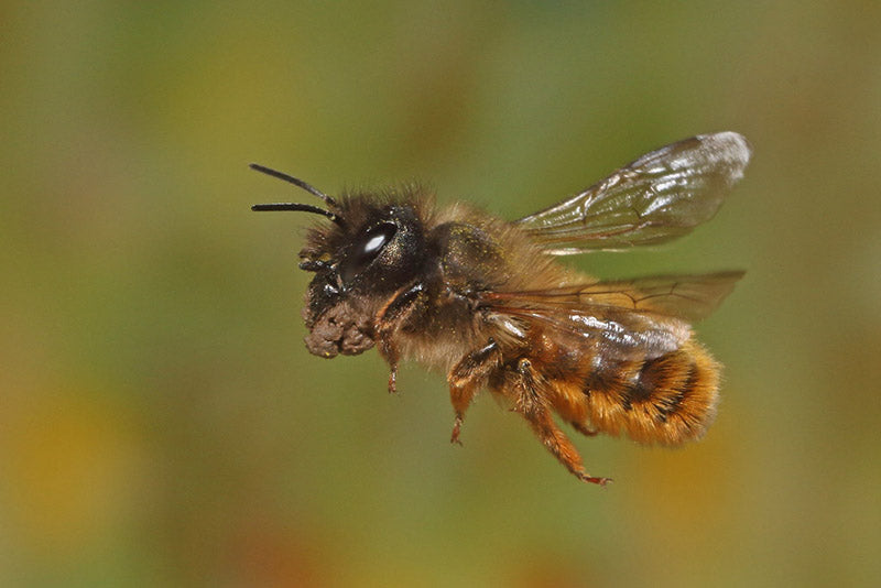red-mason-bee-carrying-mud-image-by-phil-kirk-flickr