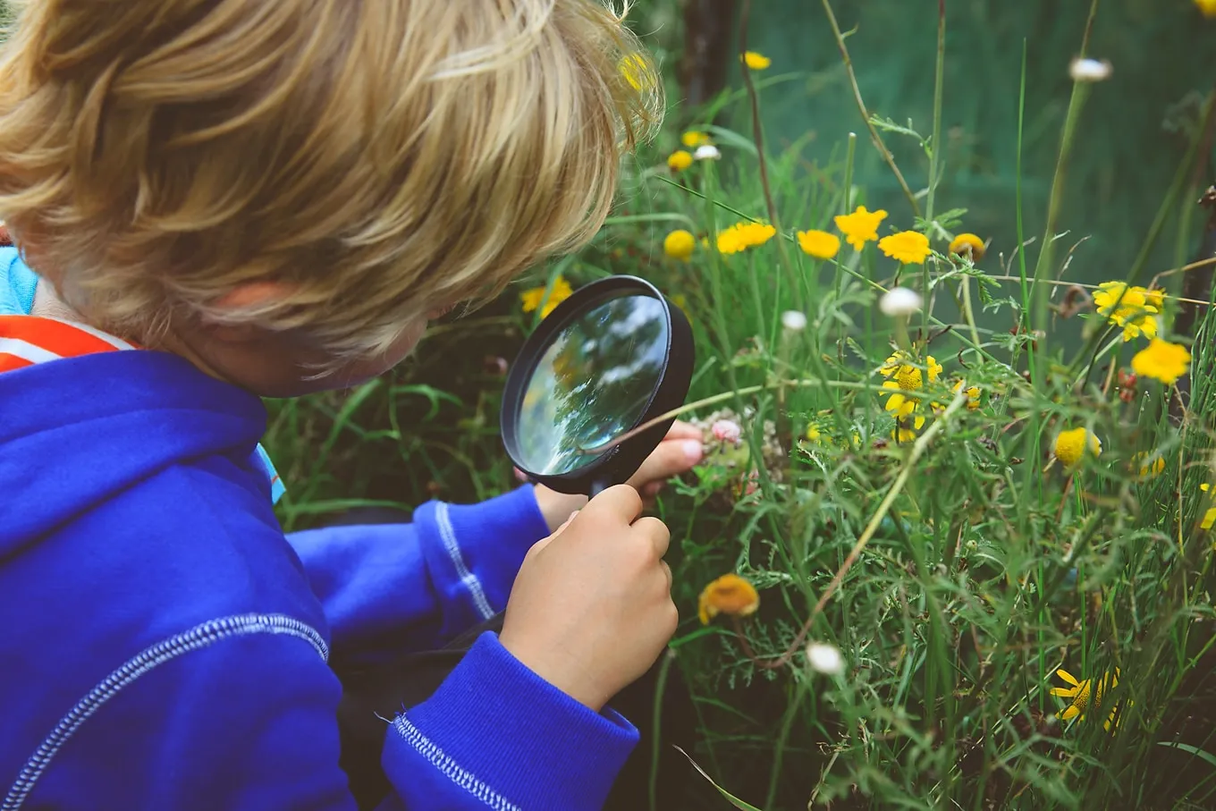 Bee and Pollinator Activities for Kids