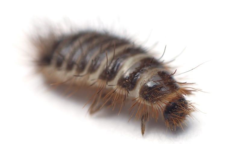 carpet-beetle-larvae-2.jpg