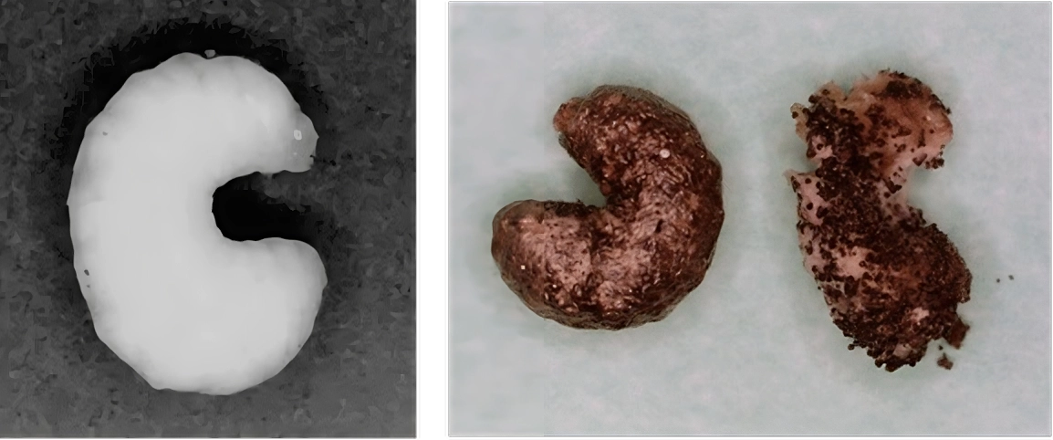 Healthy Brood (Left), Chalkbrood (Right)