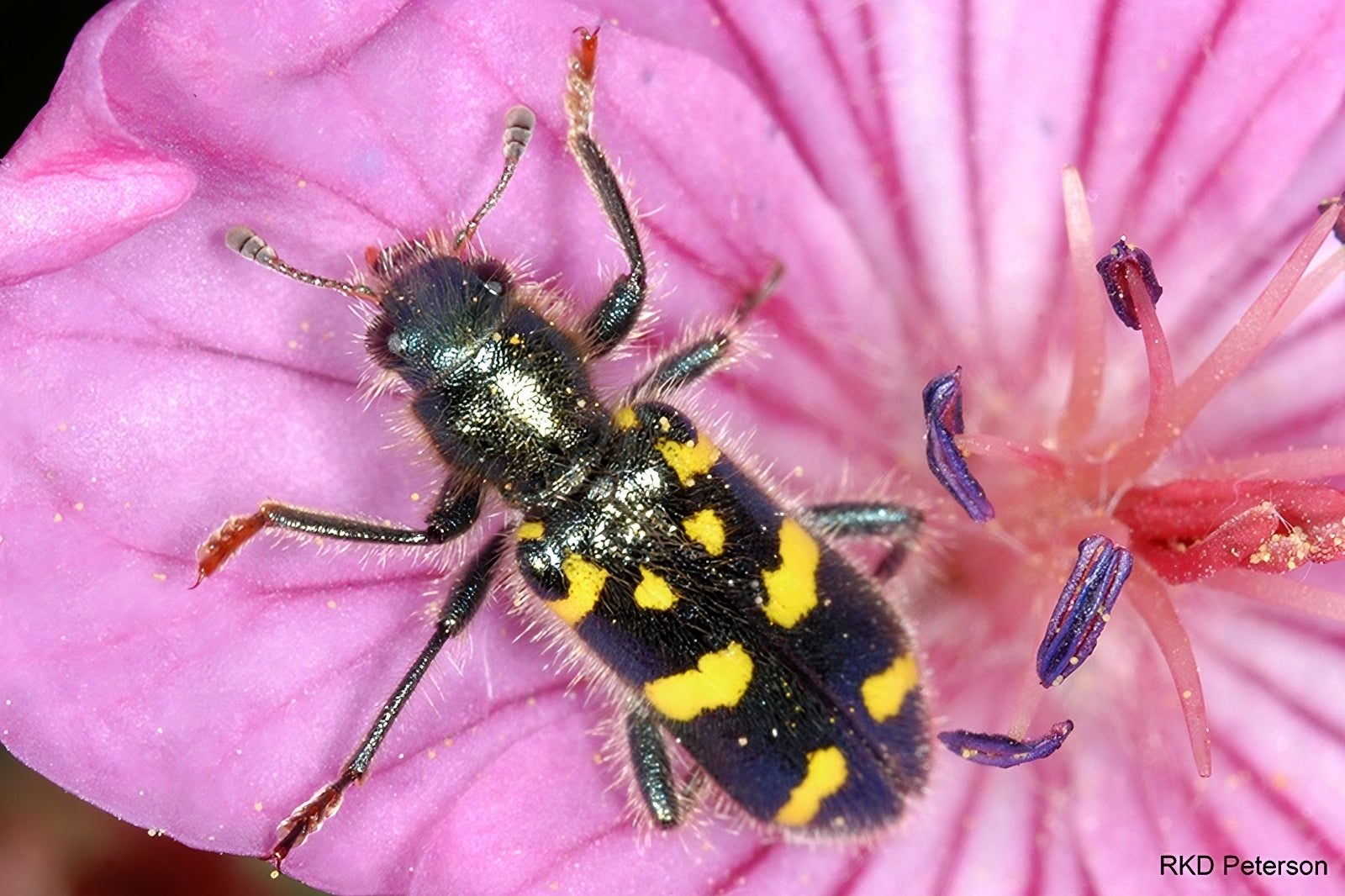 checkered-flower-beetle.jpg