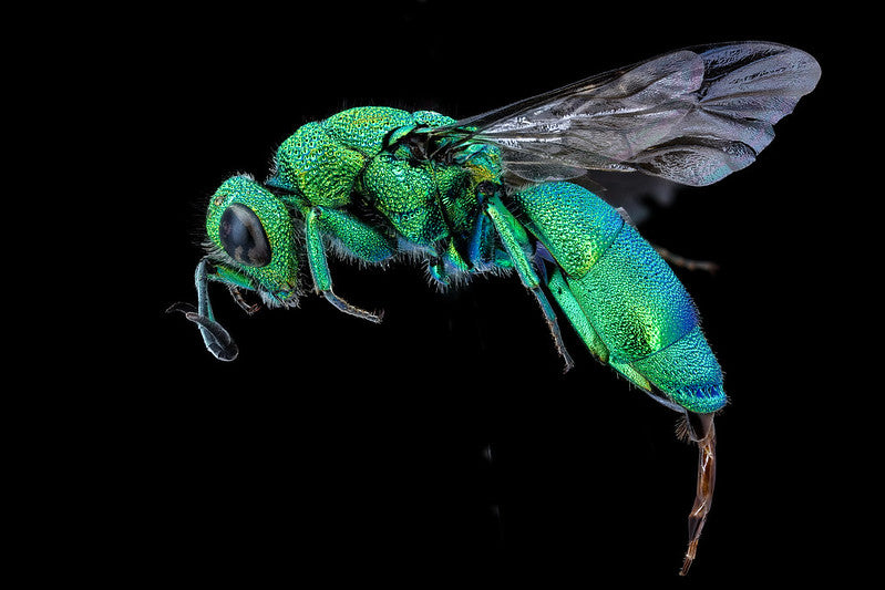 Chrysidid Wasp USGS Bee Inventory