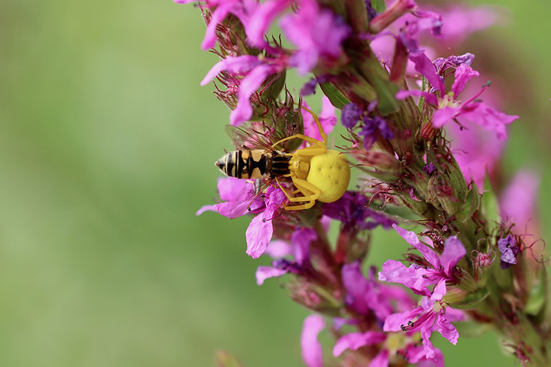 Crab Spider, Image by Annette Meyer, Pixabay