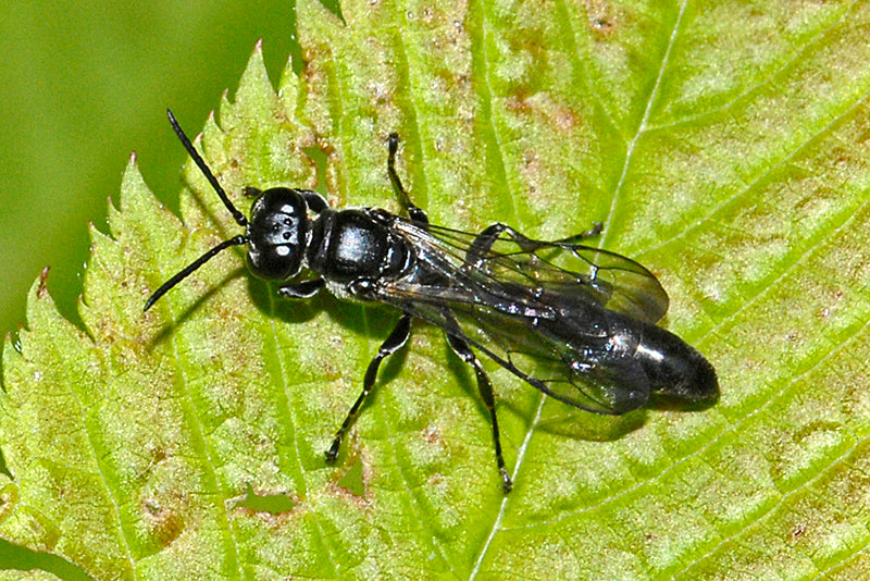 Trypoxylon, Spider Using Solitary Wasp