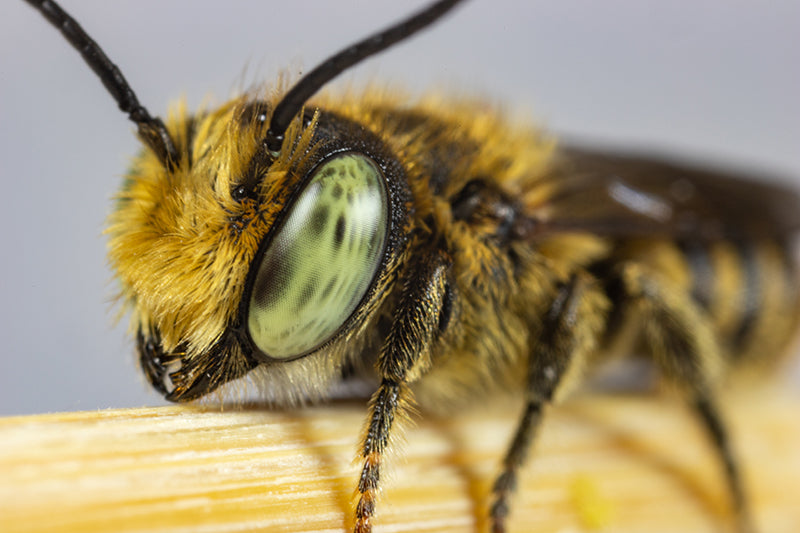 crown-bees-leafcutter-bee-800x533.jpg