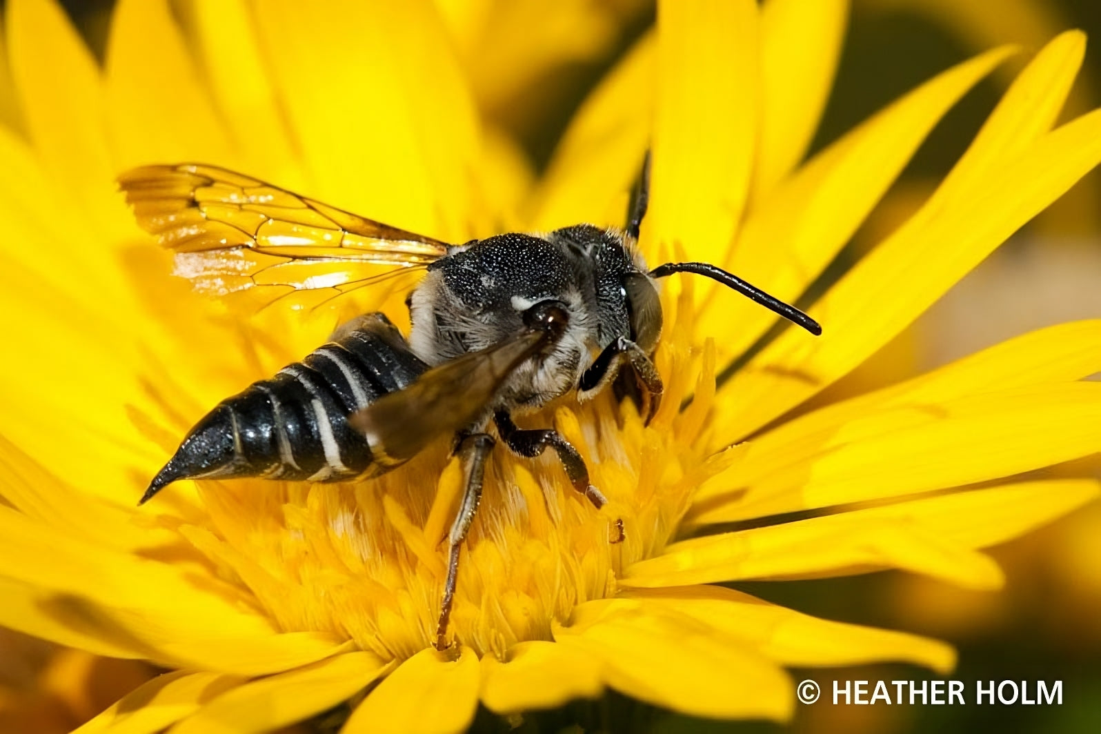 Cuckoo Bee, Image by Heather Holm