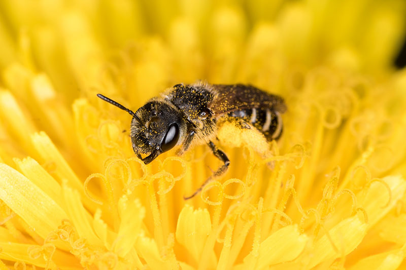 Wild Bee, Photo by Forest Simon on Unsplash