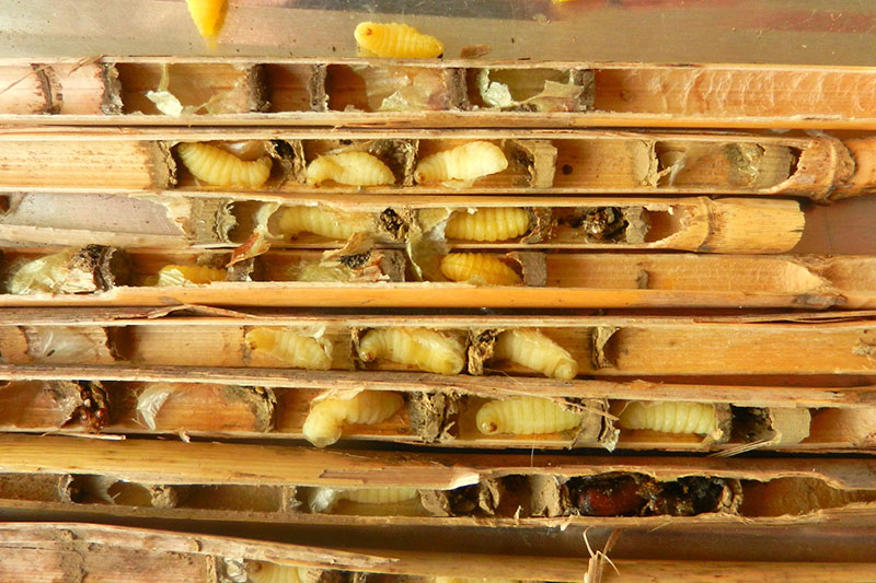 Unidentified wasp larvae, Image by G. Fletcher