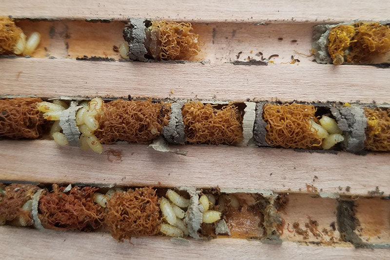 Houdini fly larvae infested mason bee nesting chamber