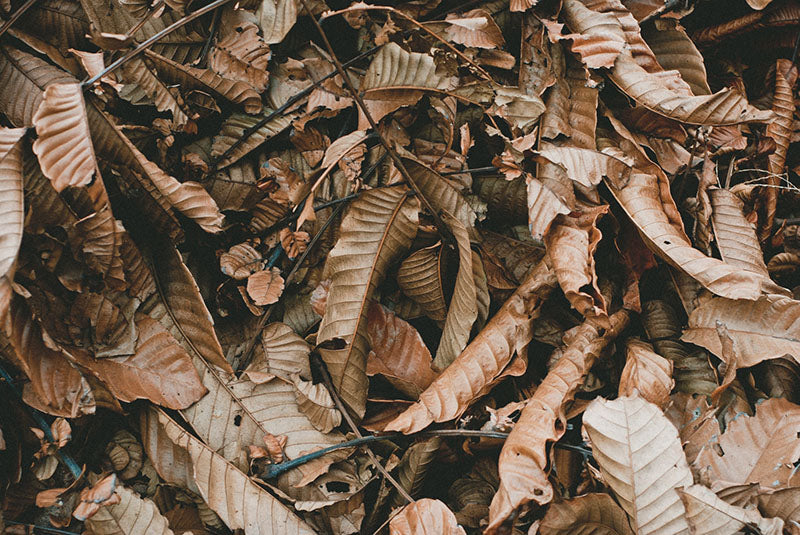 Brown Fallen Leaves