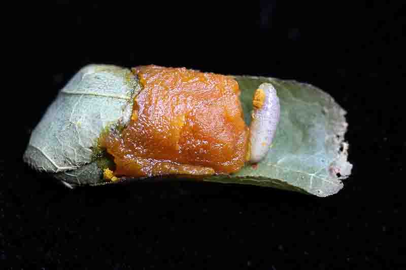 Leafcutter egg inside cocoons, Image by Mary Holland