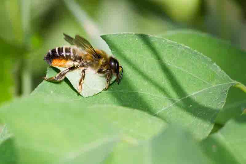 Leafcutter Bee, Image by Berhard Plank