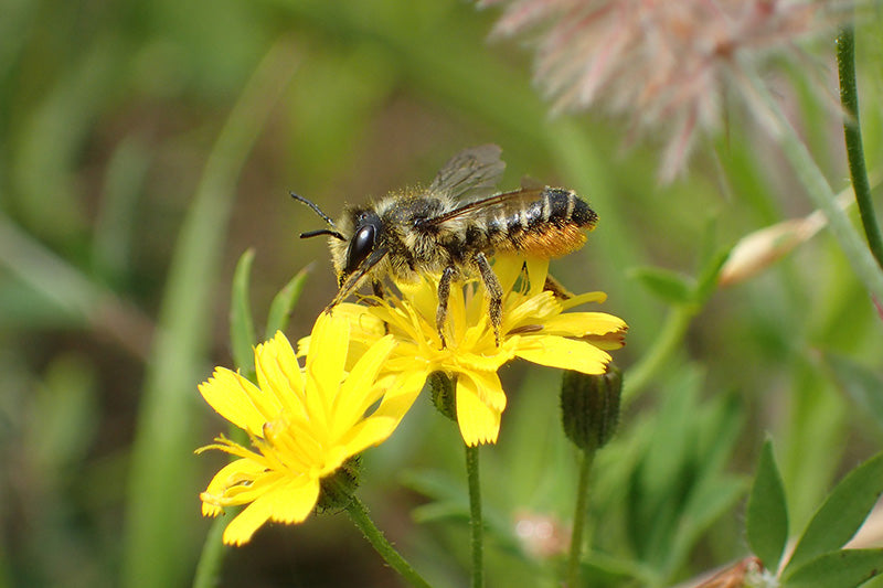 Leafcutter Bee on Yellow Flower