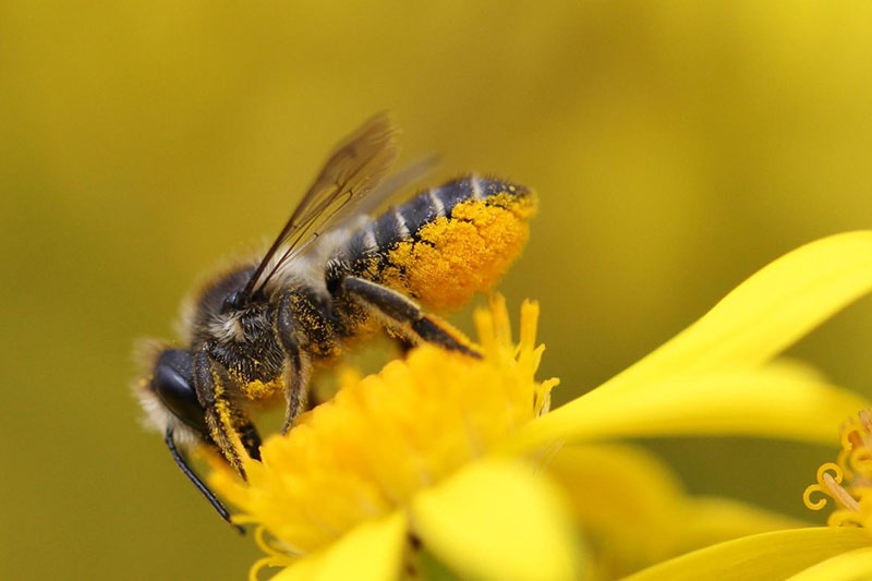 Female Leafcutter Bee with Pollen on Scopa