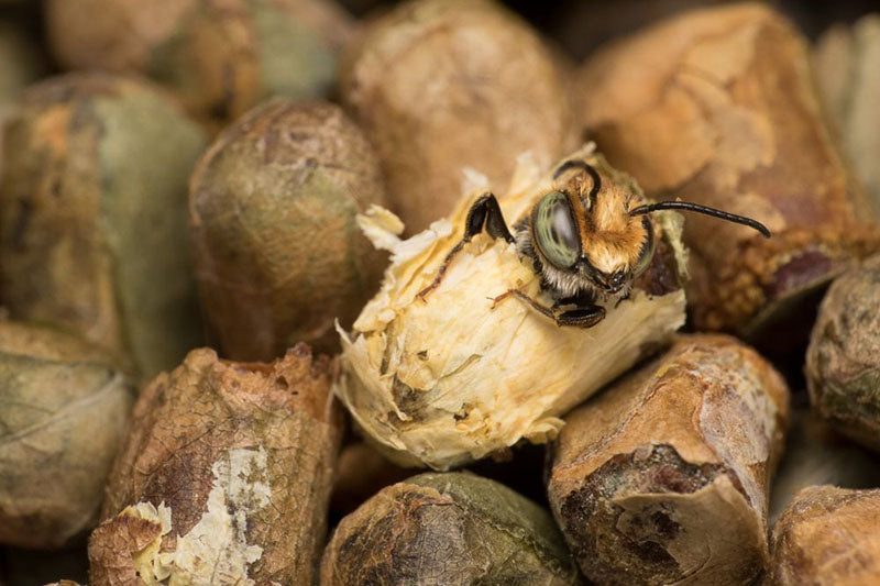 Leafcutter Bee Hatching