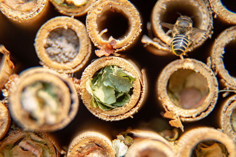 Leafcutter Bee Capped Ends